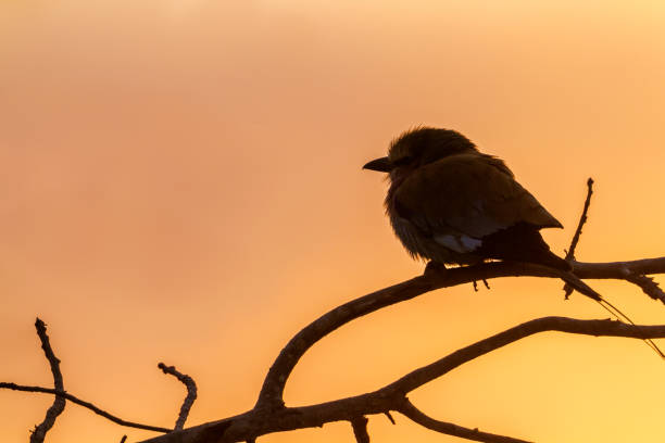 istock Lilac breasted roller in Kruger National park, South Africa 1013576966