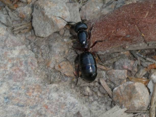 istock big black ant in the forest 1013577492