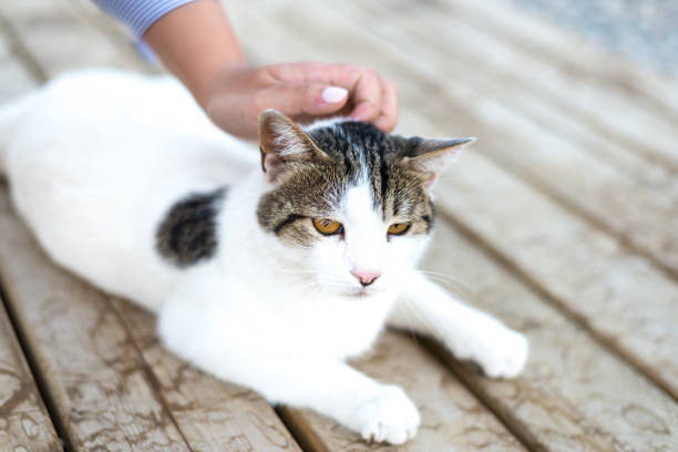 istock Cats of Kemer - White Cat 1013577604