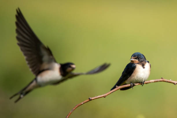 istock Young Barn swallows (Hirundo rustica) sitting on a beautiful background 1013577630