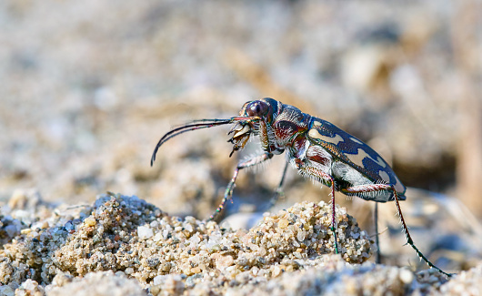 Tiger beetle in Spain, near the beach, El Prat de Llobregat, Barcelona