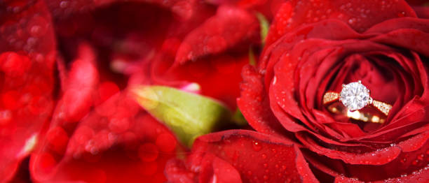 свадебные кольца в красной розе - morgan rose стоковые фото и изображения