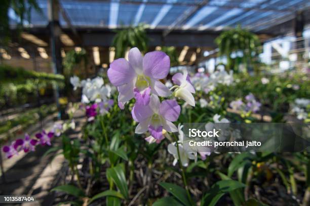 Beautiful Orchids Stock Photo - Download Image Now - Beauty, Blossom, Botany