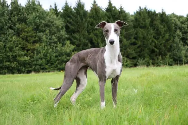 beautiful whippet is standing in the park