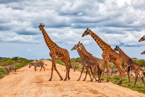 istock Giraffes Army Running at wild with Zebras under the clouds 1013591164