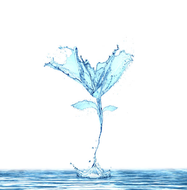 istock flower water splash isolated on white background 1013591530