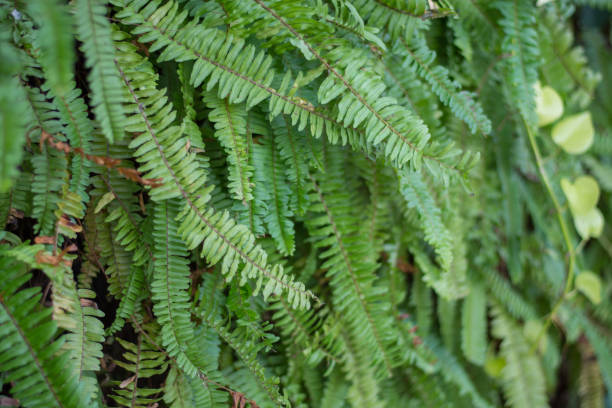 istock Green leaf wall,green leaves background 1013591552