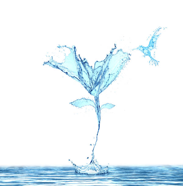 istock flower water splash isolated on white background 1013591676