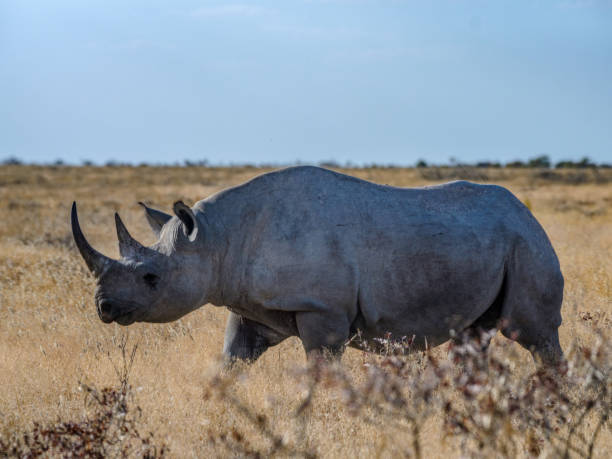 istock Black Rhinoceros in Etosha NP 1013596196
