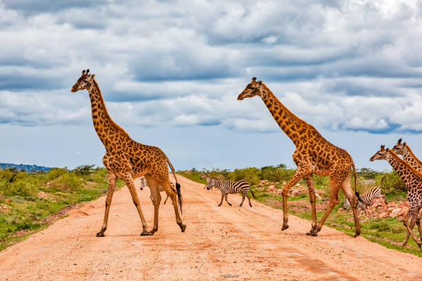 istock Giraffes Army Running at wild with Zebras under the clouds 1013596454