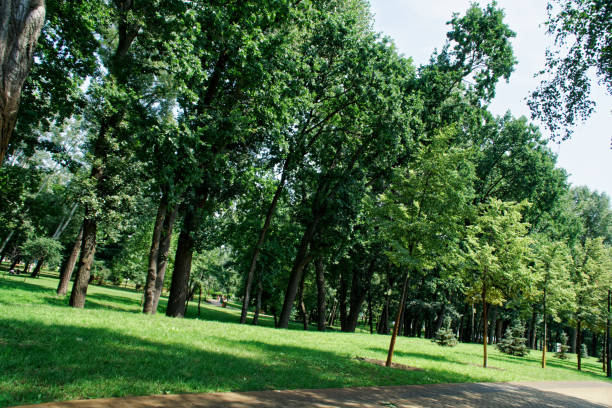 istock Public park with lawn bench and green tree, place for relaxation. 1013596936