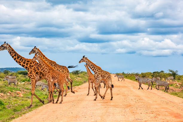 istock Giraffes Army Running at wild with Zebras under the clouds 1013602850