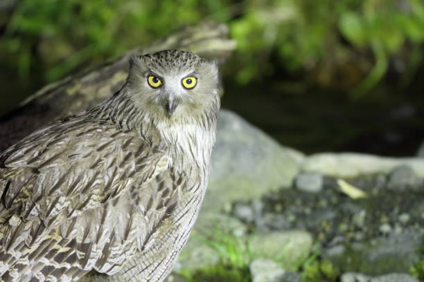 Blakiston's fish owl (Ketupa blakistoni) in Hokkaido, Japan stock photo