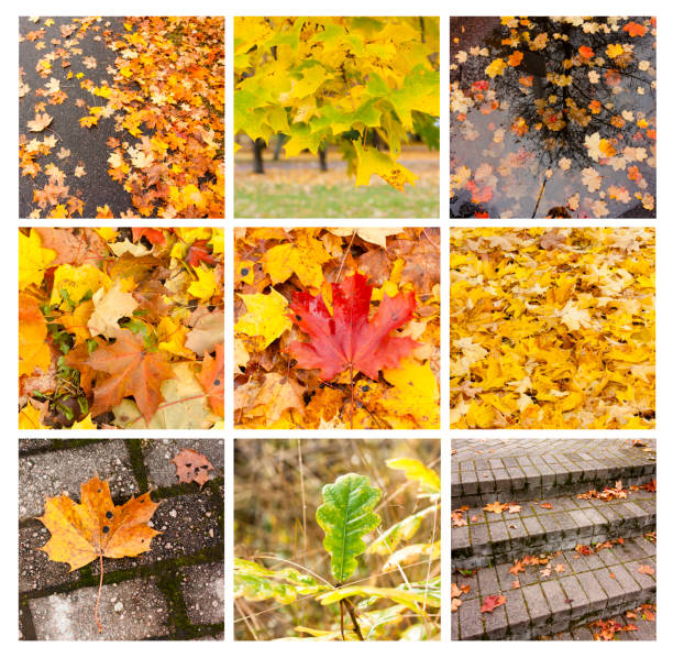 istock Autumn collage showing different autumn pictures and textures. 1013606044