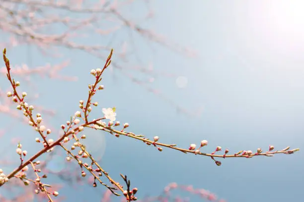 unusual light envelops on blossoming flower buds of trees