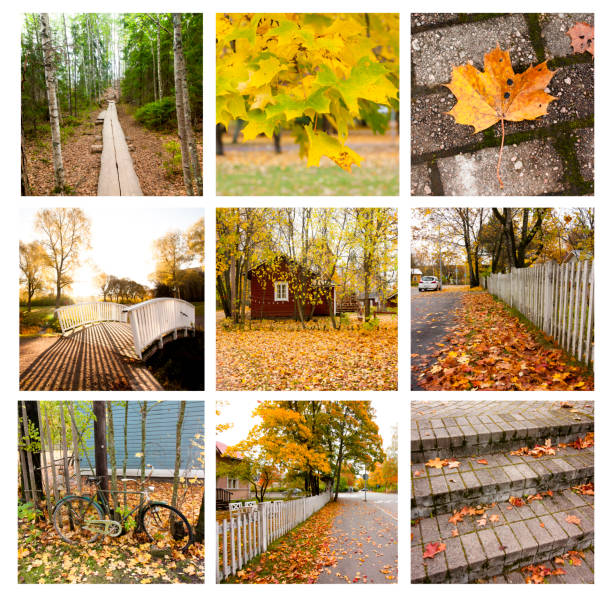 istock Autumn collage showing different autumn landscapes. 1013606494