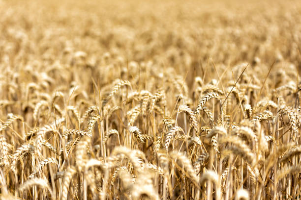 istock grain on a field in Europe 1013606734