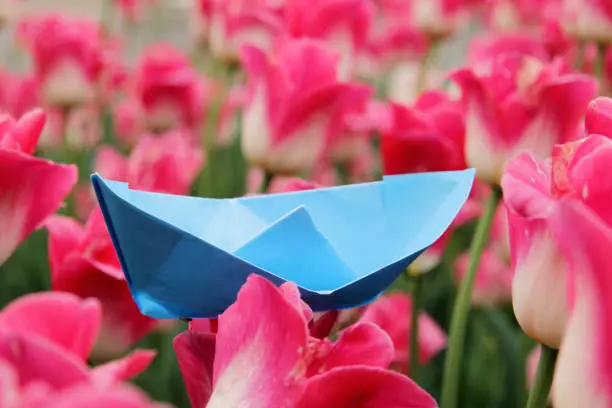 Blue paper boat sailing on the sea of tulips flower spring