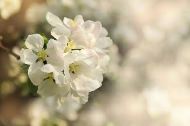 blooming apple tree in gardens and parks