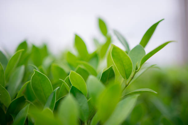 istock soft focus of green leaves 1013609984