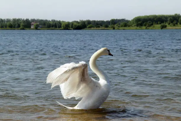 bird the floating on the lake and gracefully spreading its wings
