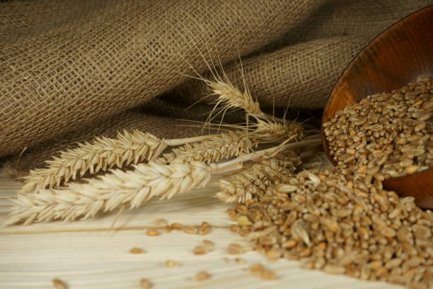 istock Fresh raw wheat seeds and ear of ripe wheat 1013610778