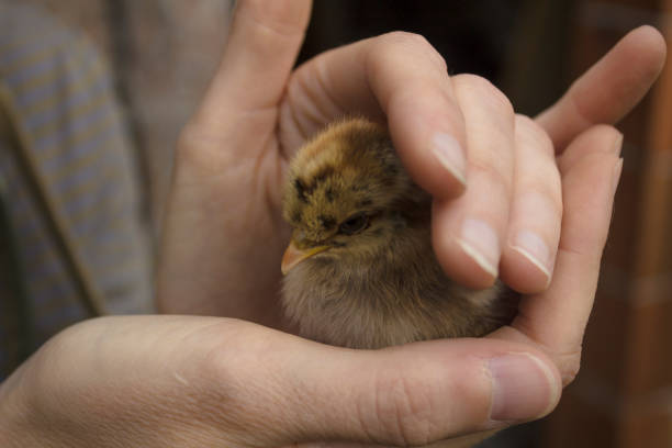 Baby chicken in the hands