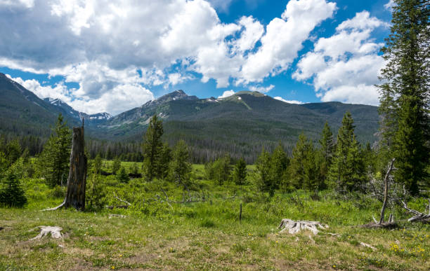istock Green trees and blue sky. Colorado Summer Terrain 1013613960
