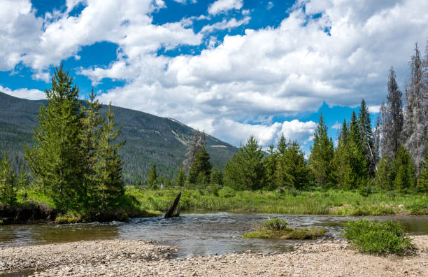 istock Green trees, mountain stream and blue sky. Summer trip to Colorado 1013614018