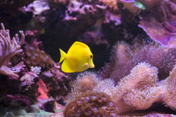 istock Yellow fish in the aquarium 1013614382