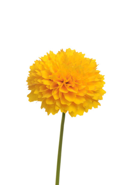 istock isolated golden sphere coreopsis flower 1013617944