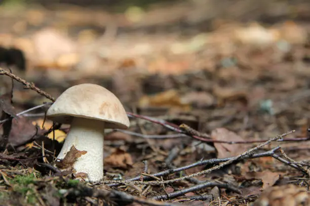 delicious forest mushroom in the autumn sun rays