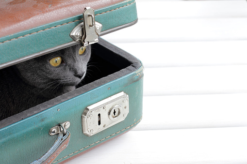 Cat hiding in ambush inside the shabby retro suitcase