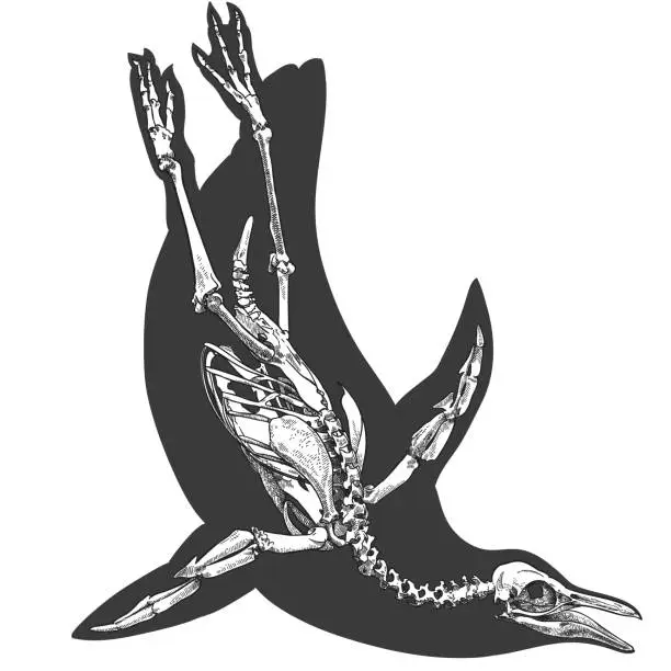 Vector illustration of engraving illustration of penguin skeleton