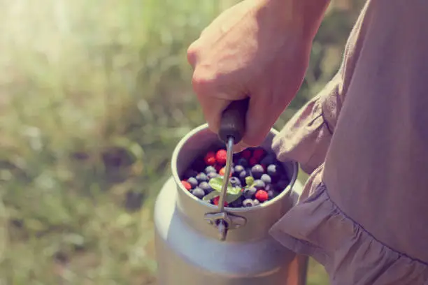 hand holds the wooden handle metal cans, with the harvest of forest berries
