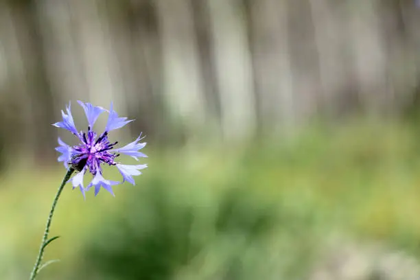 Blue knapweed growing on the summer forest background