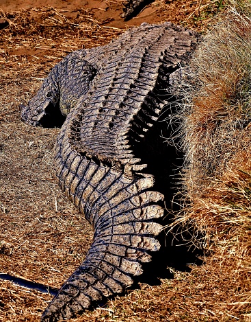 Crocodile tail of crocodile near Makwassie in South Africa