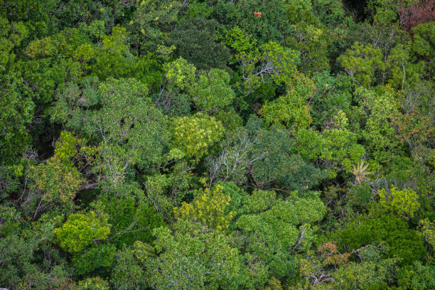 istock Perfect green and dense tropical rainforest. 1013625594