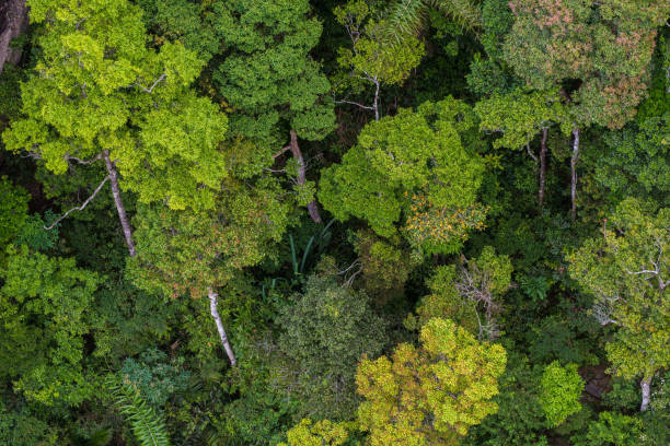 istock Perfect green and dense tropical rainforest. 1013625860