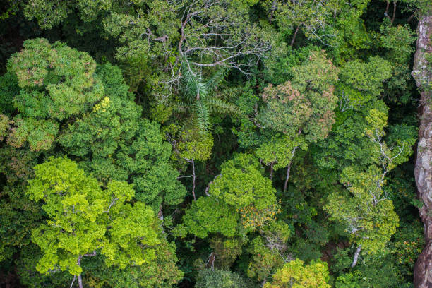 istock Perfect green and dense tropical rainforest. 1013625892
