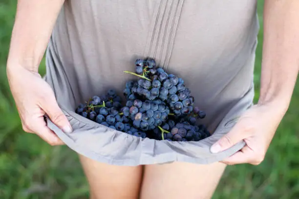 grapes lie in the hem of her dress gardener