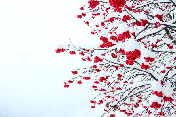 istock winter could be colorful as well 1013628334