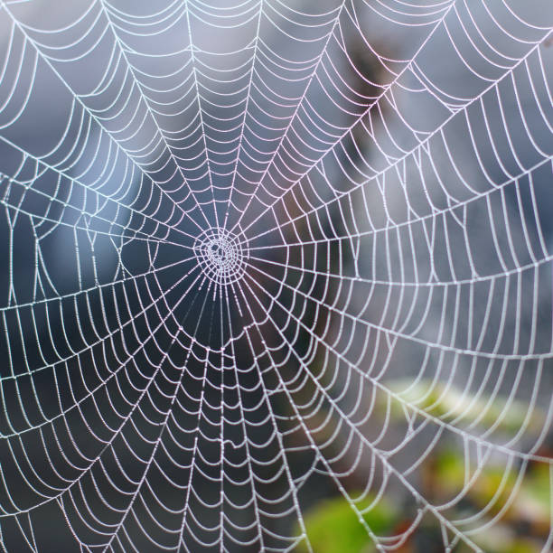 istock phenomenon of wild nature 1013628360