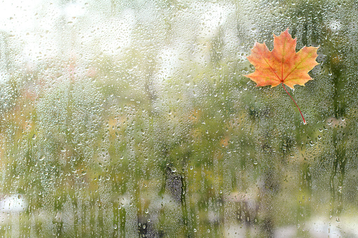 small maple leaf has stuck to the window with a wet rain