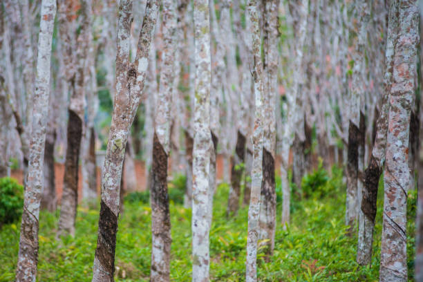 istock Rows of trees on Rubber plantation 1013628770
