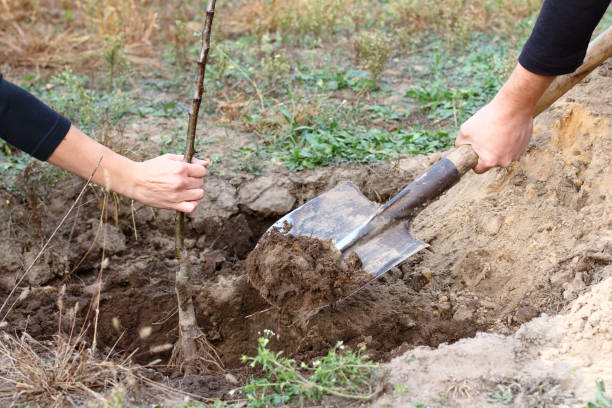 istock time of year to plant trees 1013629046