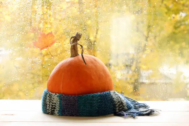 mellow orange pumpkin wrapped in a warm scarf on the background of drops after rain