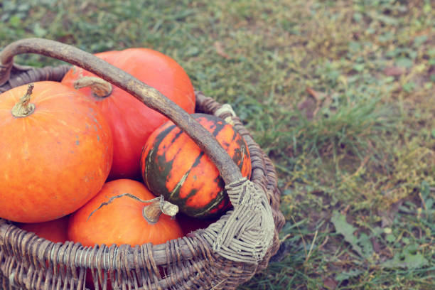 istock harvest of autumn vegetables 1013629208