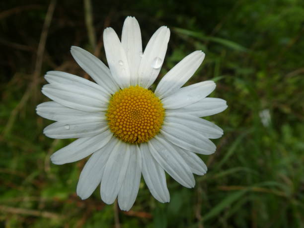 istock white blossom of a daisy flower 1013629232