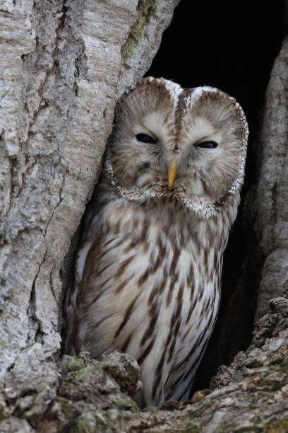 istock Ural owl (Strix uralensis japonica) in Hokkaido, Japan 1013629234